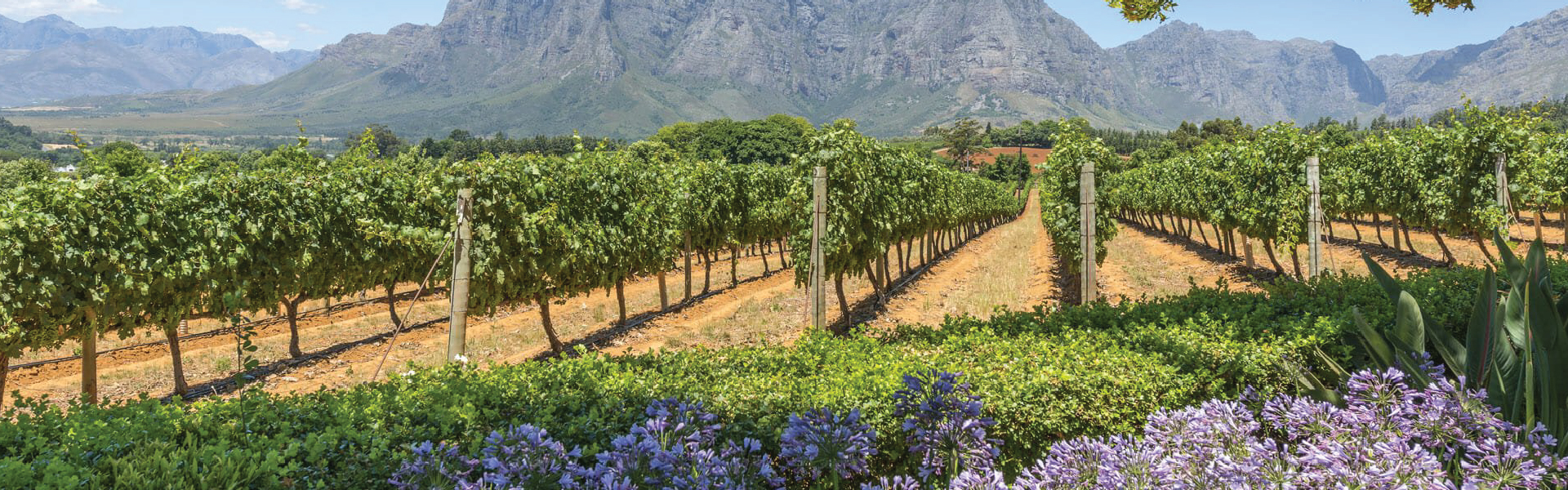 Cape Winelands